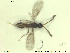  (Pantolyta pallida - HYMNI2566)  @11 [ ] CreativeCommons - Attribution Share-Alike (2019) NTNU University Museum, Department of Natural History NTNU University Museum, Department of Natural History