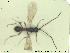  (Pantolyta pallida - HYMNI2568)  @11 [ ] CreativeCommons - Attribution Share-Alike (2019) NTNU University Museum, Department of Natural History NTNU University Museum, Department of Natural History