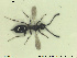  (Trichopria nigricornis - HYMNI2641)  @11 [ ] CreativeCommons - Attribution Share-Alike (2019) NTNU University Museum, Department of Natural History NTNU University Museum, Department of Natural History