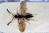  (Acanopsilus clavatus - HYMNI3024)  @11 [ ] Creative Commons  Attribution Non-Commercial Share-Alike (2023) NTNU University Museum, Department of Natural History NTNU University Museum, Department of Natural History