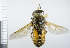  (Hybomitra nitidifrons - NHMO10069492)  @13 [ ] No Rights Reserved (2013) Unspecified Univeristy of Oslo, Natural History Museum