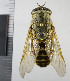  (Tabanus sudeticus - NHMO10069496)  @15 [ ] No Rights Reserved (2013) Unspecified Univeristy of Oslo, Natural History Museum