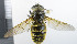  (Hybomitra auripila - NHMO10069543)  @14 [ ] No Rights Reserved (2013) Unspecified Univeristy of Oslo, Natural History Museum