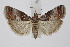  (Acrobasis advenella - BC_LSNOE_Lep_01756)  @15 [ ] CreativeCommons - Attribution Non-Commercial Share-Alike (2020) Wolfgang Stark Landessammlungen Niederösterreich