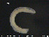  ( - CE22679)  @11 [ ] CreativeCommons - Attribution Non-Commercial Share-Alike (2015) NTNU University Museum, Department of Natural History NTNU University Museum, Department of Natural History