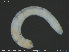  (Globulidrilus - CE30043)  @11 [ ] Creative Commons  Attribution Non-Commercial Share-Alike (2019) NTNU University Museum, Department of Natural History NTNU University Museum, Department of Natural History