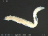  (Cernosvitoviella pusilla - CE30432)  @11 [ ] Creative Commons  Attribution Non-Commercial Share-Alike (2019) NTNU University Museum, Department of Natural History NTNU University Museum, Department of Natural History