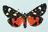  (Callimorpha dominula - BC_LSNOE_Lep_00393)  @15 [ ] CreativeCommons - Attribution Non-Commercial Share-Alike (2017) Wolfgang Stark Landessammlungen Niederösterreich