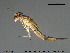  (Baetis subalpinus - Nor-Eph07)  @13 [ ] Creative Commons  Attribution Non-Commercial Share-Alike (2016) NTNU University Museum, Department of Natural History NTNU University Museum, Department of Natural History