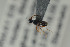  (Basalys fumipennis - NOPAR114)  @12 [ ] CreativeCommons - Attribution Non-Commercial Share-Alike (2015) Arnstein Staverlokk Norwegian Institute of Nature Research