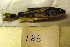  ( - NHMO-f-186)  @12 [ ] Copyright  Natural History Museum, University of Oslo Natural History Museum, University of Oslo
