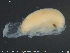  (Alboglossiphonia papillosa - CE28197)  @11 [ ] Creative Commons  Attribution Non-Commercial Share-Alike (2019) NTNU University Museum, Department of Natural History NTNU University Museum, Department of Natural History