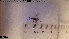  (Limerodes arctiventris - HYM088)  @11 [ ] CreativeCommons - Attribution Share-Alike (2019) NTNU University Museum, Department of Natural History NTNU University Museum, Department of Natural History