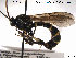  (Metopius pinatorius - HymVM05)  @14 [ ] CreativeCommons - Attribution Non-Commercial Share-Alike (2014) NTNU University Museum, Department of Natural History NTNU University Museum, Department of Natural History