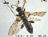  (Ichneumon magistratus - HymVM232)  @13 [ ] CreativeCommons - Attribution Non-Commercial Share-Alike (2015) NTNU University Museum, Department of Natural History NTNU University Museum, Department of Natural History