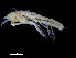  (Pseudosphyrapus anomalus - ZMBN_98352)  @11 [ ] CreativeCommons - Attribution Non-Commercial Share-Alike (2015) University of Bergen University of Bergen, Natural History Collections