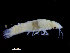  (Gnathiidae - ZMBN_98397)  @14 [ ] CreativeCommons - Attribution Non-Commercial Share-Alike (2015) University of Bergen University of Bergen, Natural History Collections