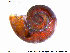  (Skeneopsis planorbis - NOLI56)  @11 [ ] CreativeCommons - Attribution Share-Alike (2015) NTNU University Museum, Department of Natural History NTNU University Museum, Department of Natural History