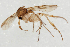  (Mycetophila finlandica - NHMO_MYC00043)  @14 [ ] Copyright (2010) K. Sund University of Oslo University of Oslo
