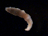  (Poseidonemertes sp. BOBA010 - B14_2019)  @11 [ ] CreativeCommons - Attribution Share-Alike (2023) Eric Sanford University of California, Davis