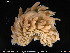  (Aeolidia filomenae - NTNU-VM-74246)  @11 [ ] Creative Commons  Attribution Non-Commercial Share-Alike (2019) NTNU University Museum, Department of Natural History NTNU University Museum, Department of Natural History