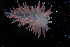  (Borealea nobilis - NTNU-VM-75952)  @11 [ ] Creative Commons  Attribution Non-Commercial Share-Alike (2019) NTNU University Museum, Department of Natural History NTNU University Museum, Department of Natural History