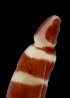  (Valenciniidae - Pili_ETP017_SMPP0895)  @11 [ ] CreativeCommons  Attribution Non-Commercial Share-Alike (2019) Unspecified Smithsonian Tropical Research Institute
