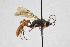  (Coelichneumon lacrymator - NHMO-ENT-267324)  @11 [ ] CreativeCommons - Attribution Non-Commercial Share-Alike (2019) Unspecified University of Oslo, Natural History Museum