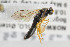  (Chorinaeus flavipes - NHMO-ENT-278694)  @13 [ ] CreativeCommons - Attribution Non-Commercial Share-Alike (2019) Unspecified University of Oslo, Natural History Museum