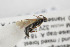  (Chorinaeus clypeatus - NHMO-ENT-443498)  @11 [ ] CreativeCommons - Attribution Non-Commercial Share-Alike (2019) Unspecified University of Oslo, Natural History Museum