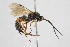  (Lycorina triangulifera - NHMO-ENT-294045)  @11 [ ] CreativeCommons - Attribution Non-Commercial Share-Alike (2019) Unspecified University of Oslo, Natural History Museum