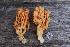  (Ramaria sp. anjan - O-F 294280)  @11 [ ] Unspecified (default): All Rights Reserved  Unspecified Unspecified