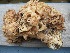  (Ramaria rufescens - O-F 294391)  @11 [ ] Unspecified (default): All Rights Reserved  Unspecified Unspecified