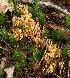  (Ramaria ignicolor - O-F 294406)  @11 [ ] Unspecified (default): All Rights Reserved  Unspecified Unspecified