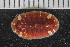  (Callochitonidae - ZMBN-146752)  @11 [ ] Creative Commons BY NC SA (2022) University of Bergen Natural History Collections