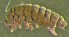  (Hypogastrura sahlbergi - Nordcoll-467)  @12 [ ] CreativeCommons - Attribution Non-Commercial Share-Alike (2015) Arne Fjellberg Arne Fjellberg Entomological Research