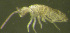  (Tomocerina - Nordcoll-330)  @12 [ ] CreativeCommons - Attribution Non-Commercial Share-Alike (2015) Arne Fjellberg Arne Fjellberg Entomological Research