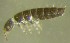  (Tetracanthella brachyura - Nordcoll-367)  @12 [ ] CreativeCommons - Attribution Non-Commercial Share-Alike (2015) Arne Fjellberg Arne Fjellberg Entomological Research