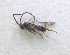  (Microgaster polita - NORIN_91-2_2013)  @13 [ ] CreativeCommons - Attribution Non-Commercial Share-Alike (2013) Unspecified Bioforsk