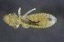  (Degeeriella rufa - NHMO-DAR-16726)  @11 [ ] by (2022) Unspecified University of Oslo, Natural History Museum