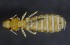  (Degeeriella vagans - NHMO-DAR-16855)  @11 [ ] by (2022) Unspecified University of Oslo, Natural History Museum