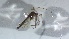  (Chaetocladius britae - TSZD-JKJ-116242)  @11 [ ] by-nc-sa (2024) Unspecified Tromso University Museum