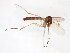  (Exechiopsis aemula - TSZD-JKJ-103385)  @13 [ ] CreativeCommons - Attribution Non-Commercial Share-Alike (2017) Unspecified Tromsø University Museum