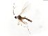  (Corynoptera perornata - TSZD-JKJ-103896)  @11 [ ] CreativeCommons - Attribution Non-Commercial Share-Alike (2017) Unspecified Tromsø University Museum