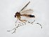  (Rymosia spinipes - TSZD-JKJ-104377)  @11 [ ] CreativeCommons - Attribution Non-Commercial Share-Alike (2018) Unspecified Tromsø University Museum