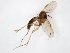  (Phronia maculata - TSZD-JKJ-104378)  @13 [ ] CreativeCommons - Attribution Non-Commercial Share-Alike (2018) Unspecified Tromsø University Museum