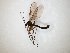  (Acomoptera spinistyla - TSZD-JKJ-104754)  @11 [ ] CreativeCommons - Attribution Non-Commercial Share-Alike (2018) Unspecified Tromsø University Museum