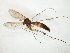  (Rymosia spinipes - TSZD-JKJ-105115)  @11 [ ] CreativeCommons - Attribution Non-Commercial Share-Alike (2019) Unspecified Tromsø University Museum