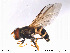  (Dasysyrphus hilaris - NorSy170)  @15 [ ] CreativeCommons - Attribution Non-Commercial Share-Alike (2012) NTNU Museum of Natural History and Archaeology NTNU Museum of Natural History and Archaeology