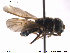  (Cheilosia nebulosa - NorSy297)  @14 [ ] CreativeCommons - Attribution Non-Commercial Share-Alike (2012) NTNU Museum of Natural History and Archaeology NTNU Museum of Natural History and Archaeology